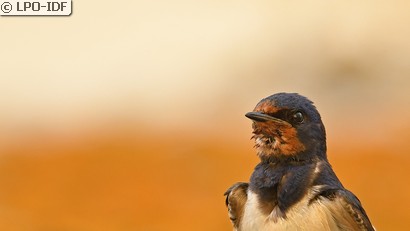 Hirondelle rustique