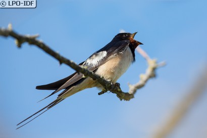 Hirondelle rustique
