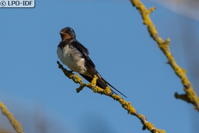 Hirondelle rustique