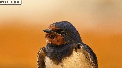 Hirondelle rustique