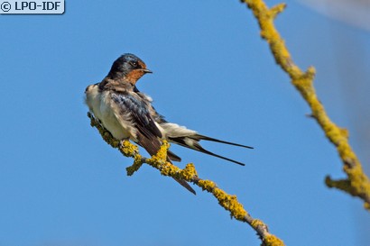 Hirondelle rustique