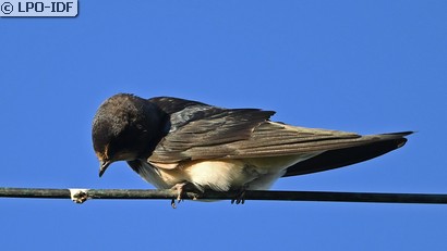 Hirondelle rustique