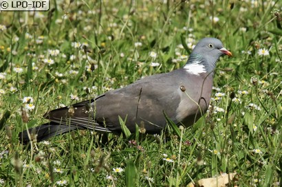 Pigeon ramier