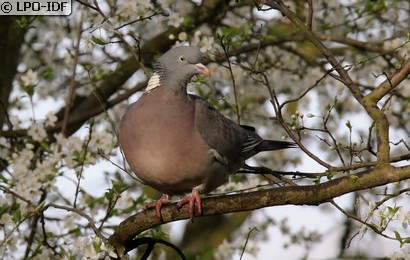 Pigeon ramier