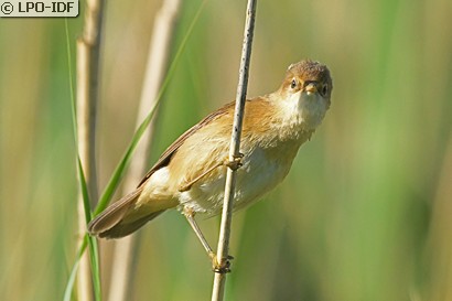 Rousserolle verderolle