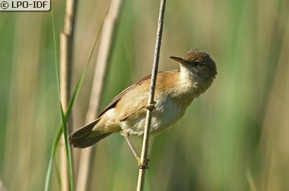 Rousserolle verderolle