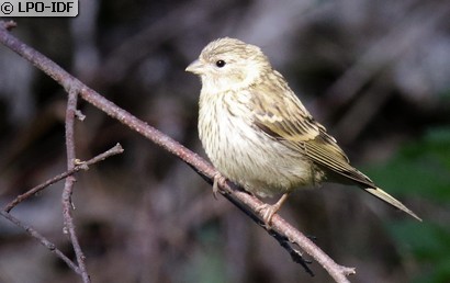 Serin cini