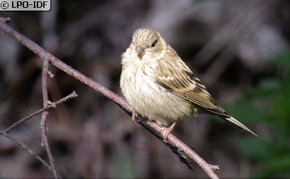 Serin cini