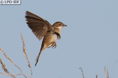 Fauvette grisette