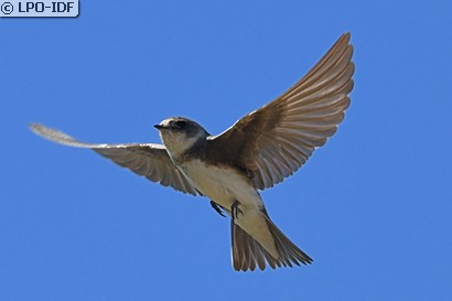 Hirondelle de rivage