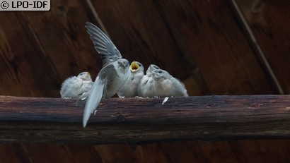Hirondelle de rochers