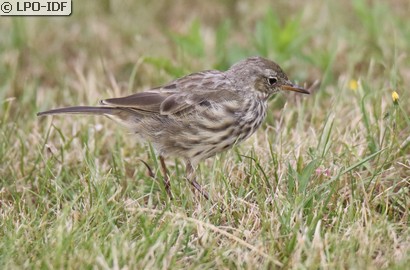 Pipit maritime
