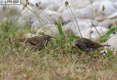 Pipit maritime