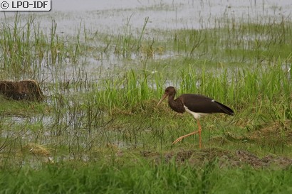 Cigogne noire