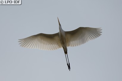 Grande Aigrette