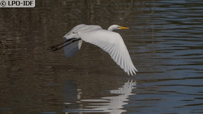 Grande Aigrette