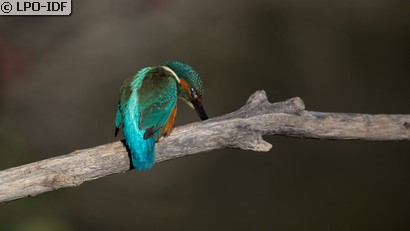 Martin-pêcheur d'Europe