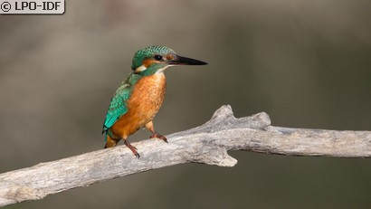 Martin-pêcheur d'Europe