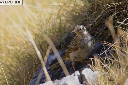 Pipit spioncelle