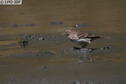 Pipit spioncelle