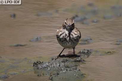 Pipit spioncelle