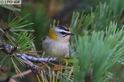 Roitelet à triple bandeau