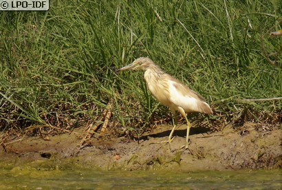 Crabier chevelu