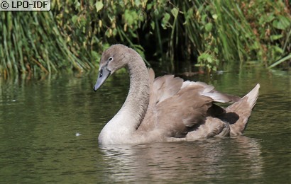 Cygne tuberculé