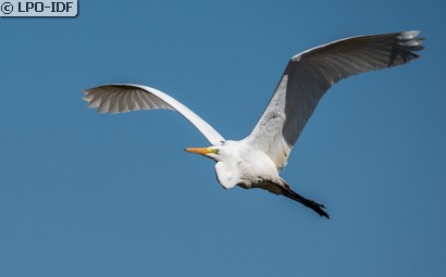 Grande Aigrette