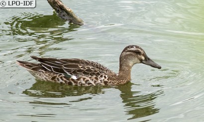 Sarcelle d'été