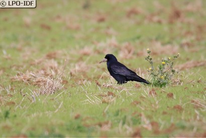 Corbeau freux