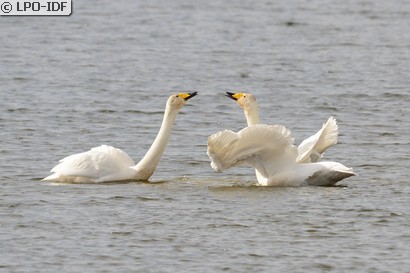 Cygne chanteur