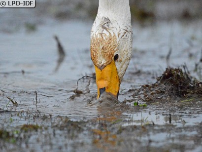 Cygne chanteur