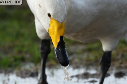 Cygne chanteur