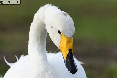 Cygne chanteur