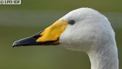 Cygne chanteur