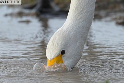 Cygne chanteur
