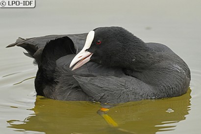 Foulque macroule