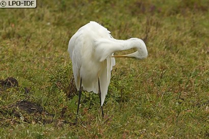 Grande Aigrette