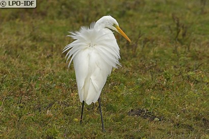Grande Aigrette