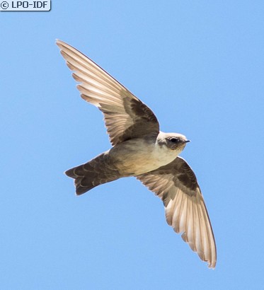 Hirondelle de rochers