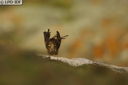 Pipit farlouse