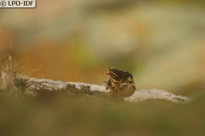 Pipit farlouse