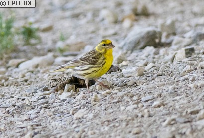 Serin cini
