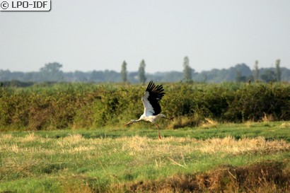 Cigogne blanche