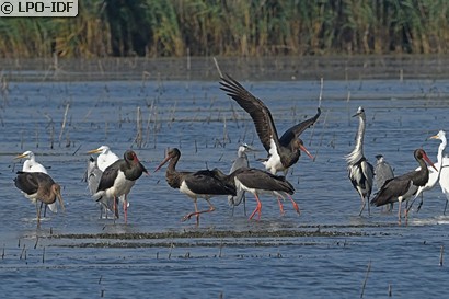 Cigogne noire