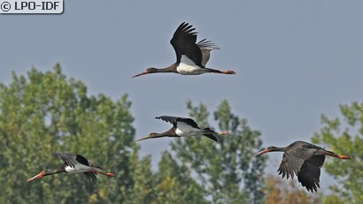 Cigogne noire