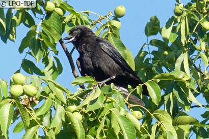 Corneille noire