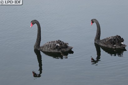 Cygne noir