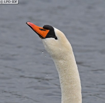 Cygne tuberculé